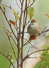 Yellow-chinned Spinetail